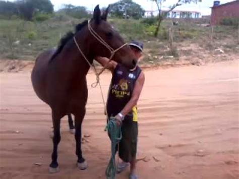 homem transado com égua|VEJA VÍDEO: homem flagrado fazendo sexo com égua tenta。